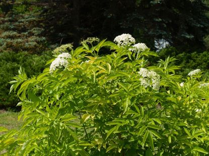 Elderberry Bush