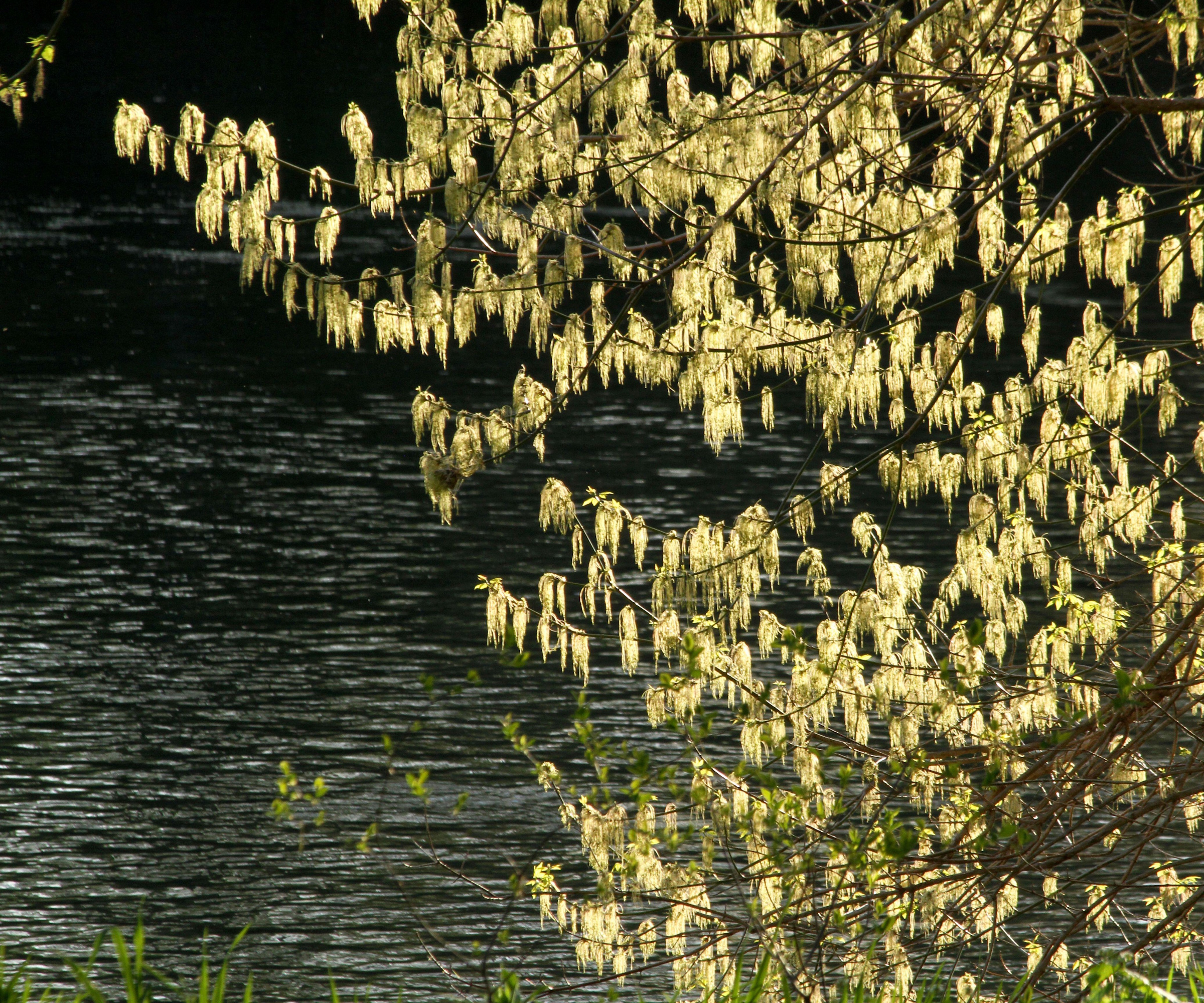 Acer negundo (Box Elder)
