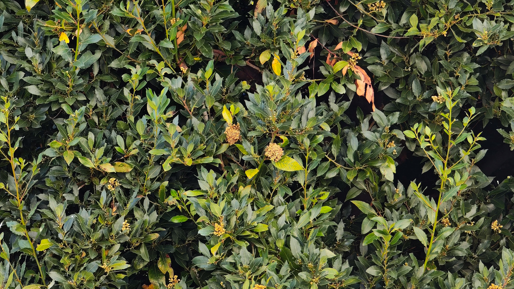 Green leaves on a tree