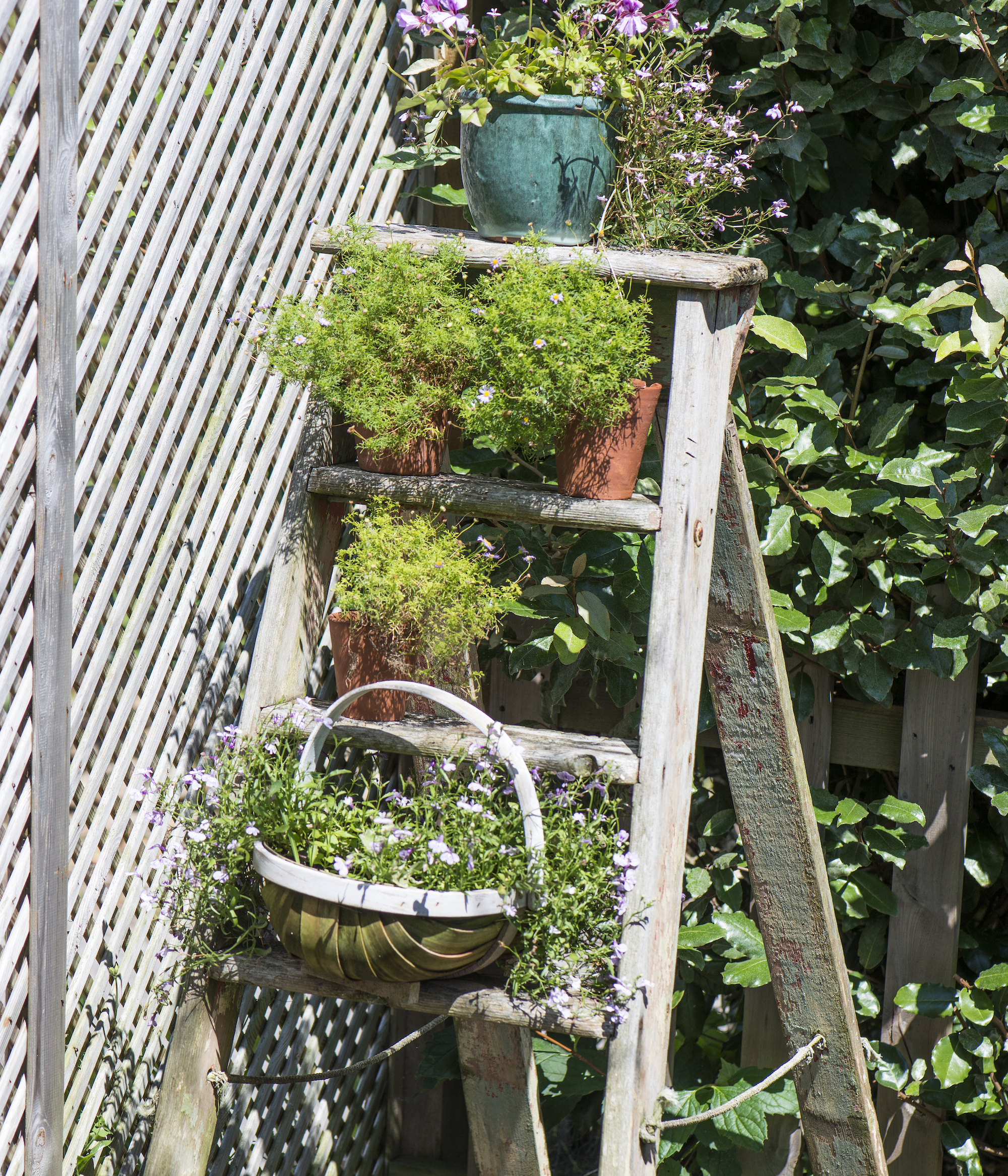 Wooden step ladder holding potted plants beside fence in garden