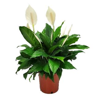  Peace Lily