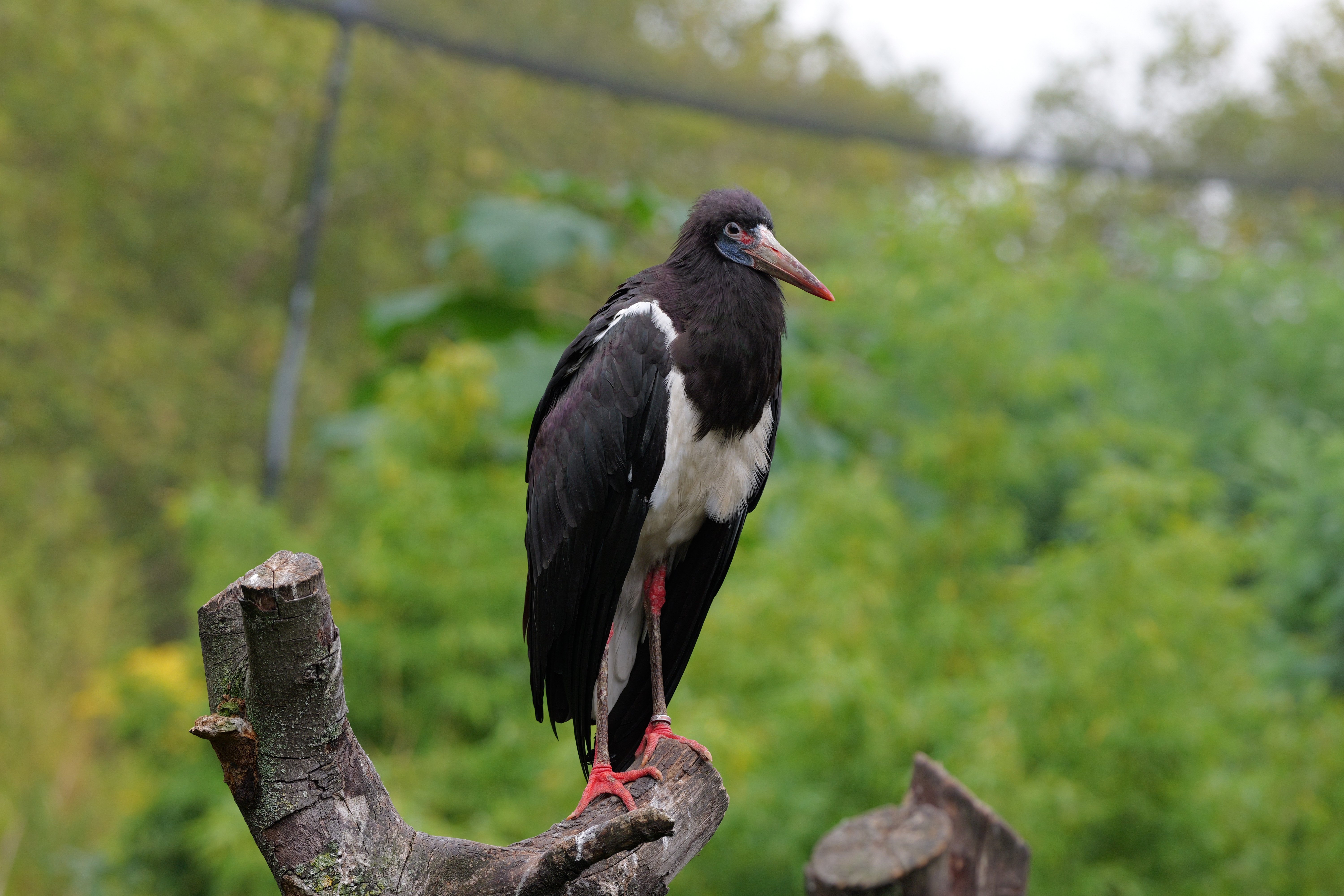 A stalk perched on a tree trunk surrounded by green trees
