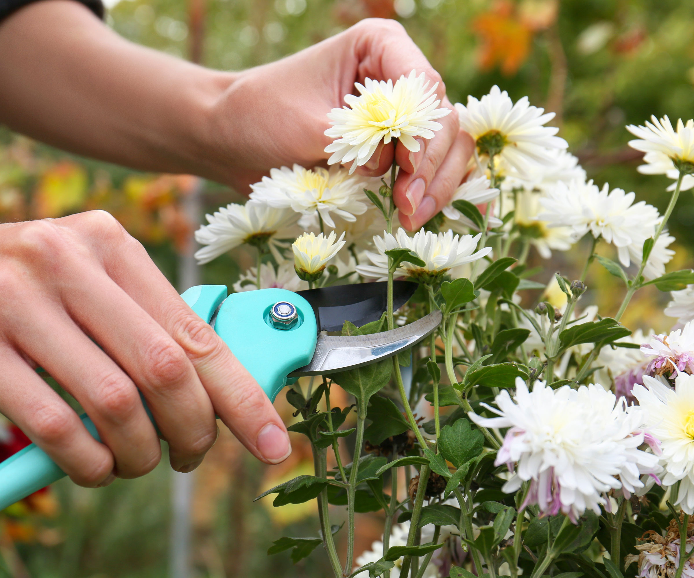 deadheading white mums in garden