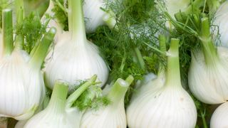 fennel bulbs