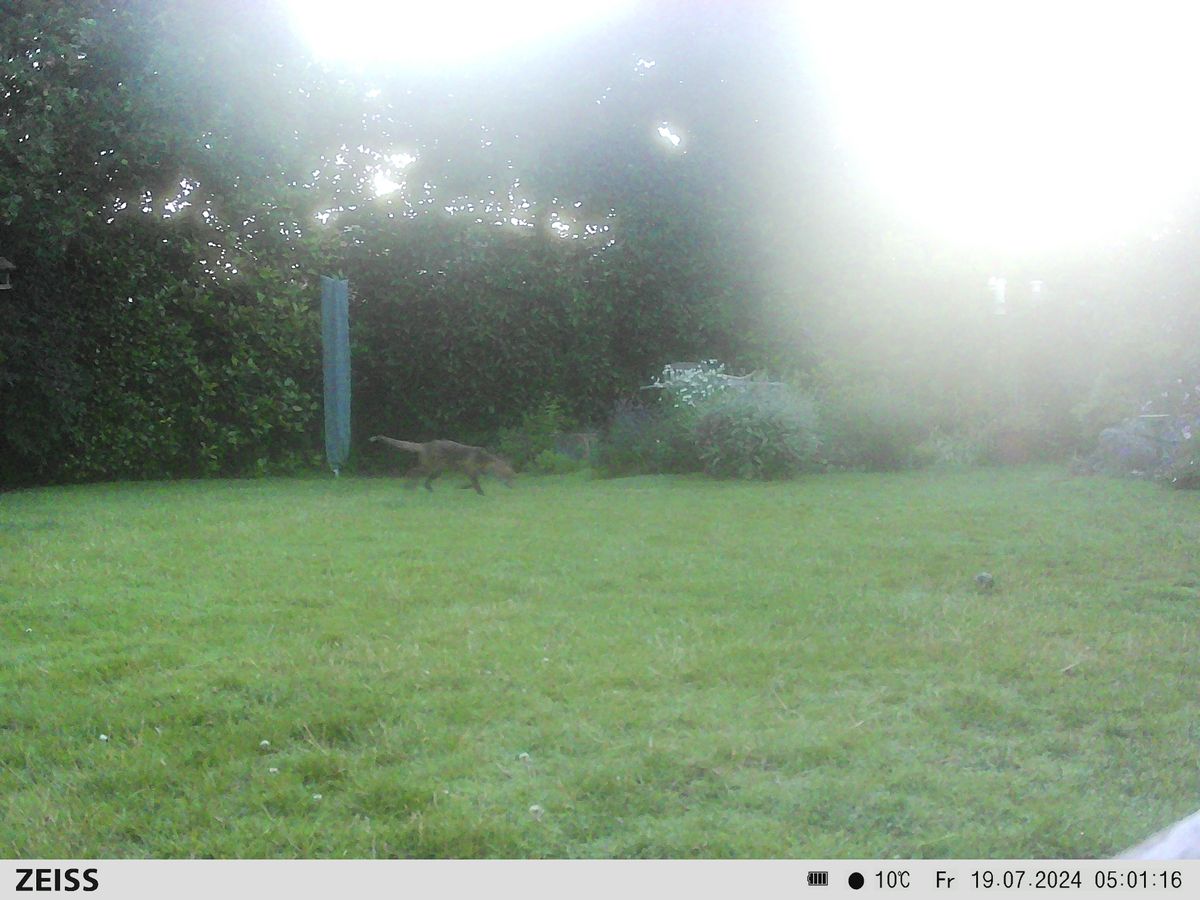 Sample image from the Zeiss Secacam 7 trail camera