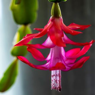close-up of christmas cactus with pink flowers