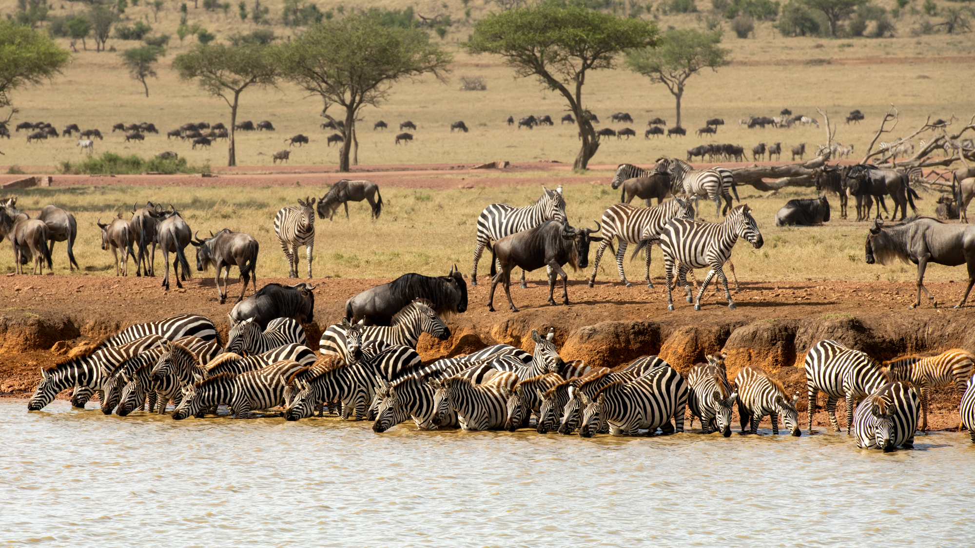 Zebra and Wildebeest drinking at the river's edge with the African bush in the background