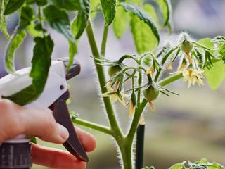 A spray bottle pointed at a tomato plant