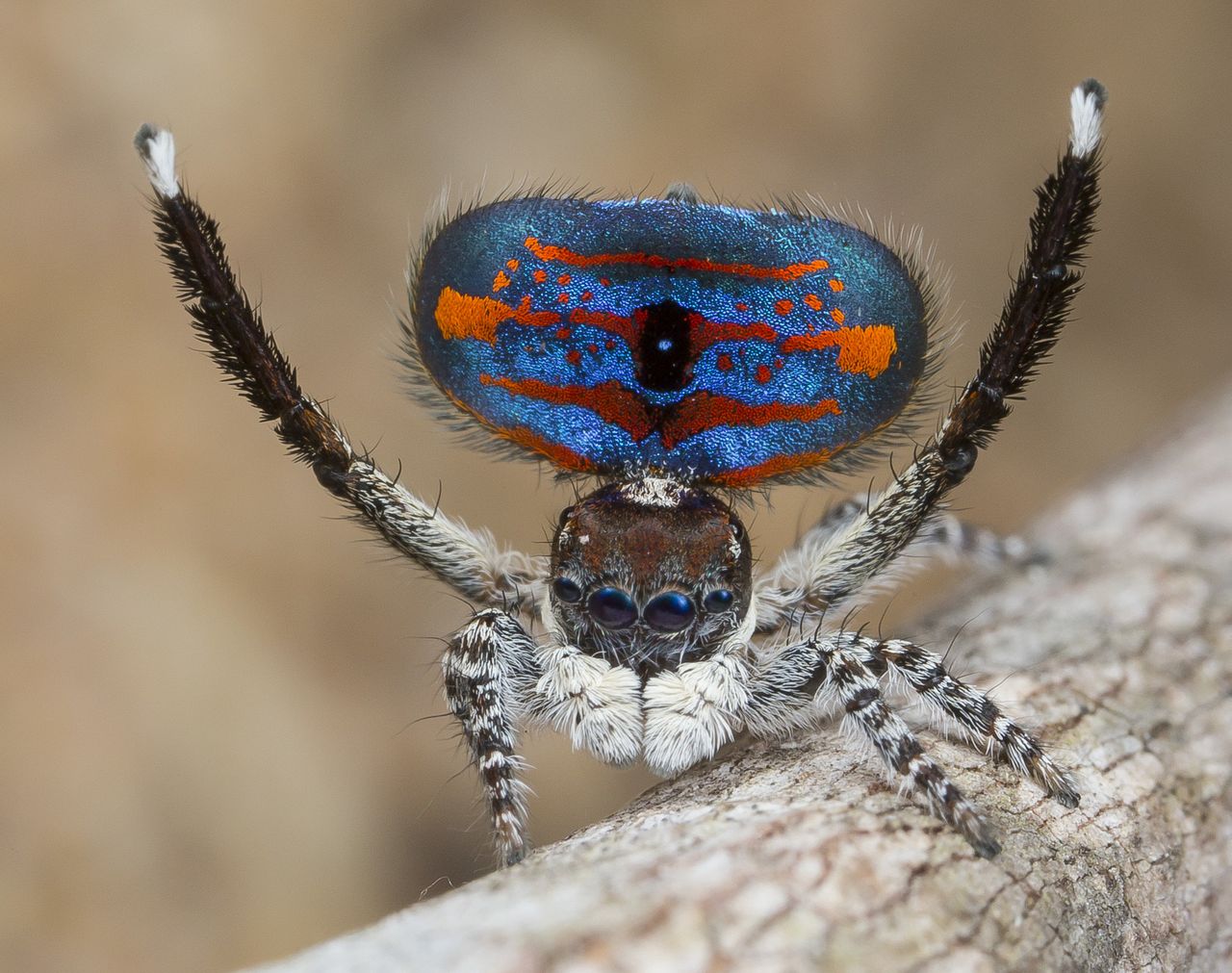 Maratus melindae melindae