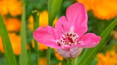 pink Tiger flower against background of orange summer flowers