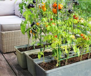 Container gardening in storage boxes