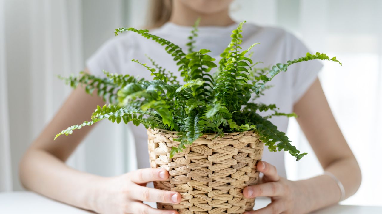 Boston fern in pot