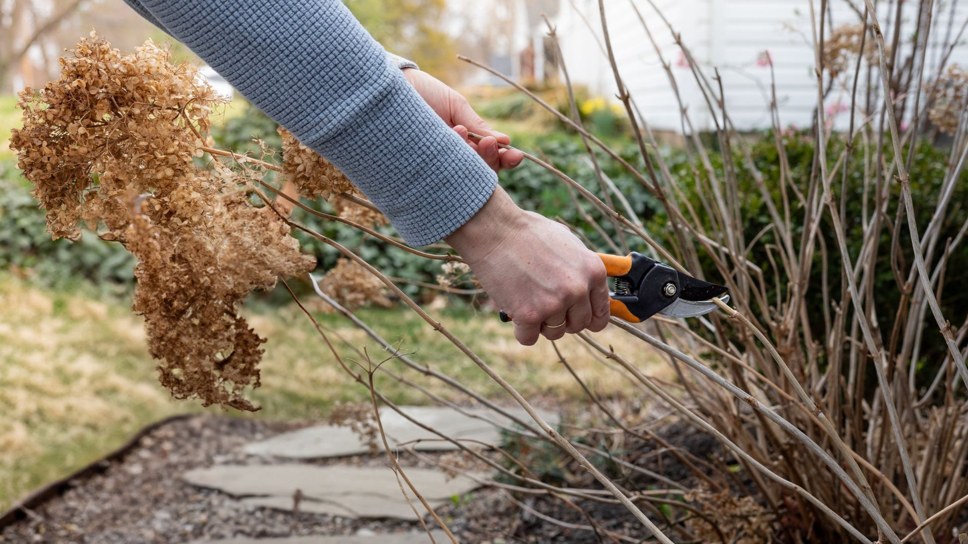 picture of woman cutting back dried hydrangea plant