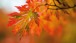 A close-up of vibrant red and green maple leaves, illuminated by warm autumn sunlight against a blurred orange background