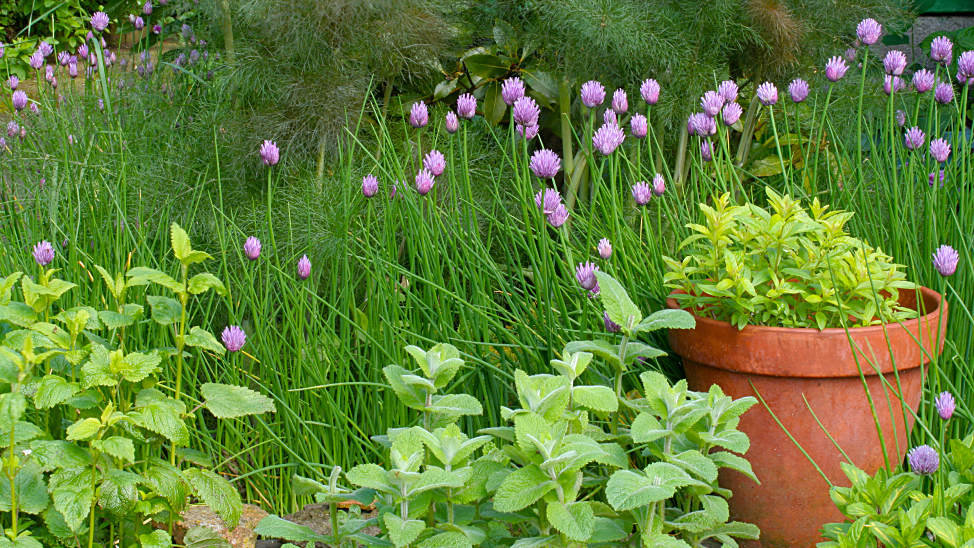 shade herbs in a garden and a pot