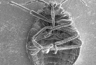 A view of a bedbug's ventral (or stomach) surface without added color. Its six legs and needle-like proboscis are visible.