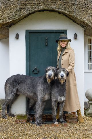 irish wolfhound