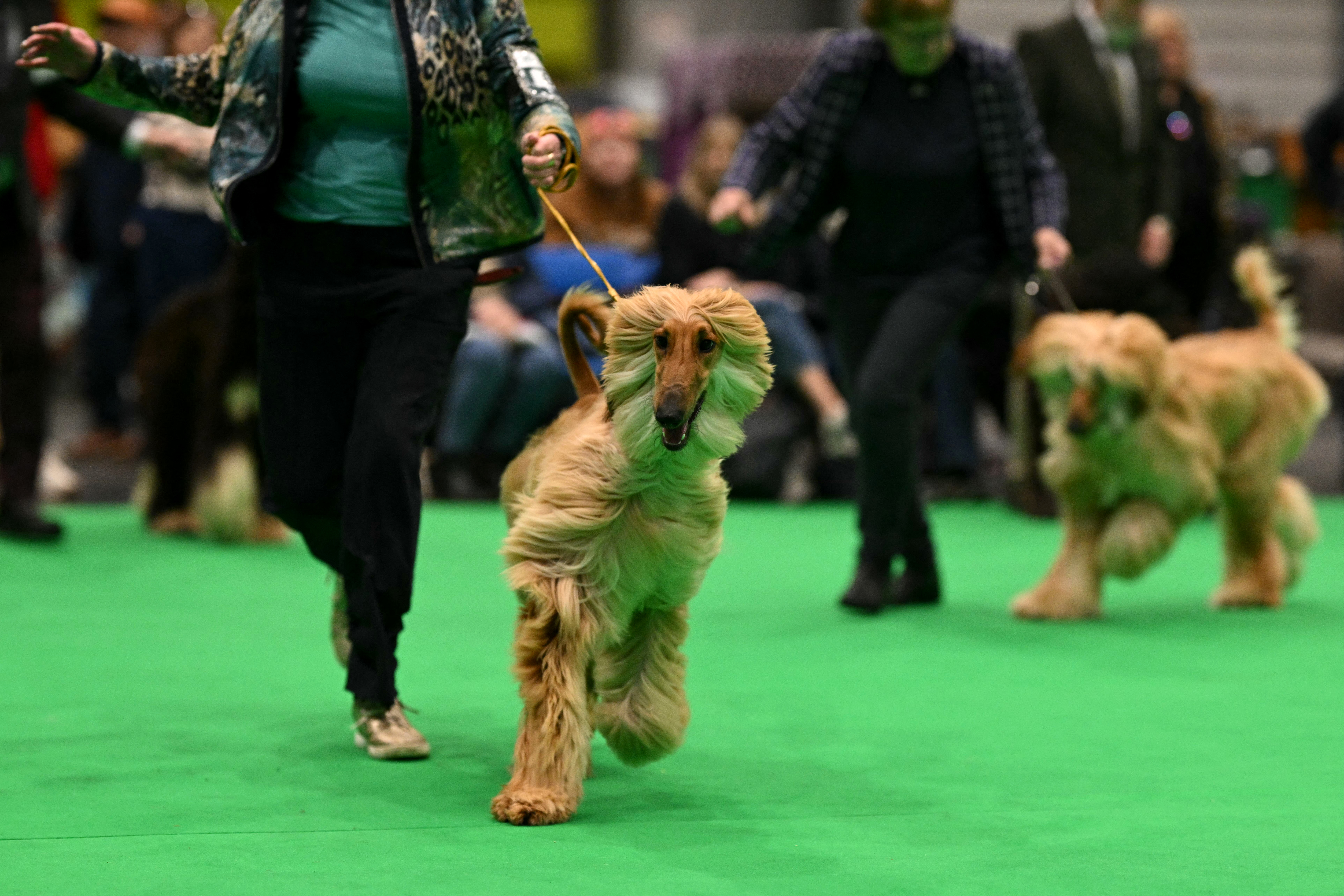 An Afghan hound running in the show ring at Crufts