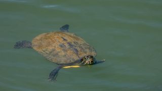 Red eared slider turtle floating