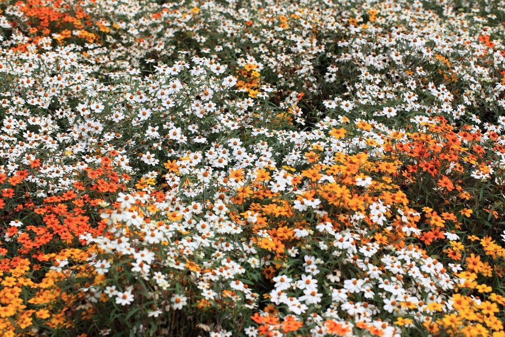 White And Orange Creeping Zinnia Flowers