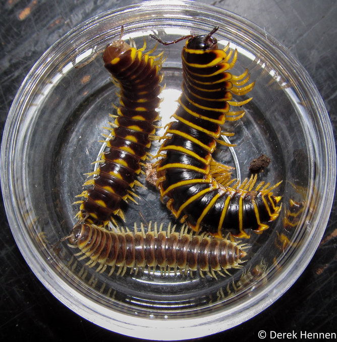 Three species in the family Xystodesmidae.
