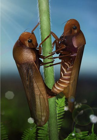 Two froghoppers mating face-to-face