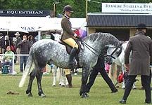 spud-royal-windsor.jpg