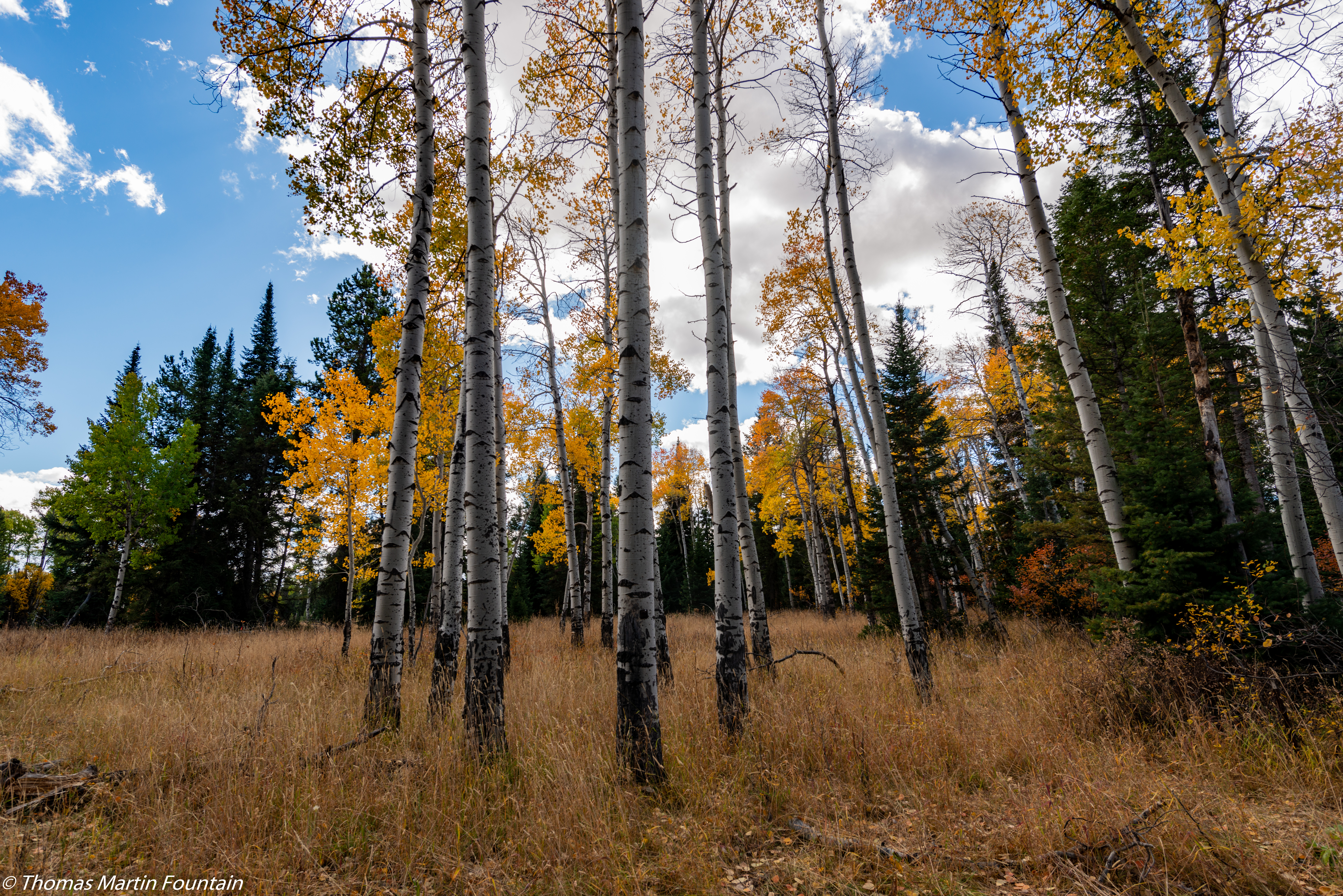 GuruShots - February 2026