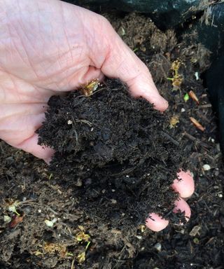 person holding a handful of peat-free compost