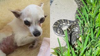 Dog and python