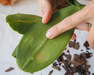 Pests on orchid leaf