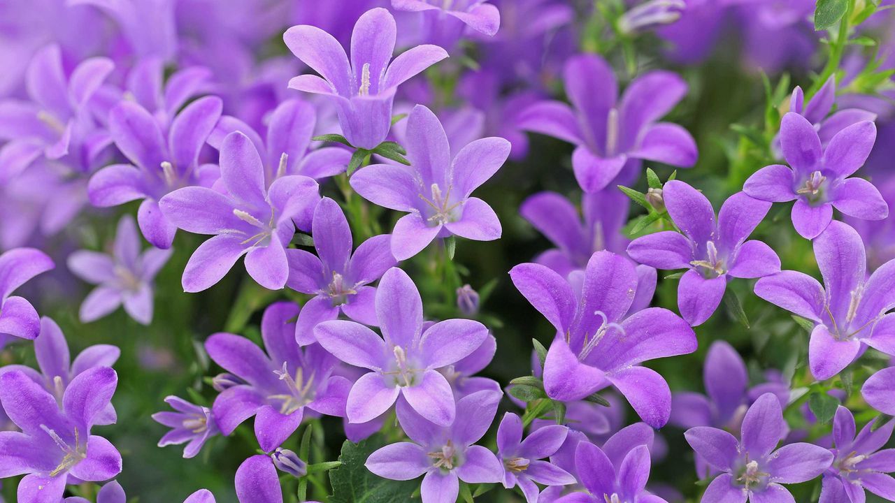 Campanula portenschlagiana