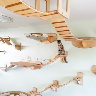 gold colour designed shelf on white wall for cats to play