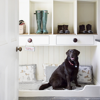 luxury pet bed with modern cupboard
