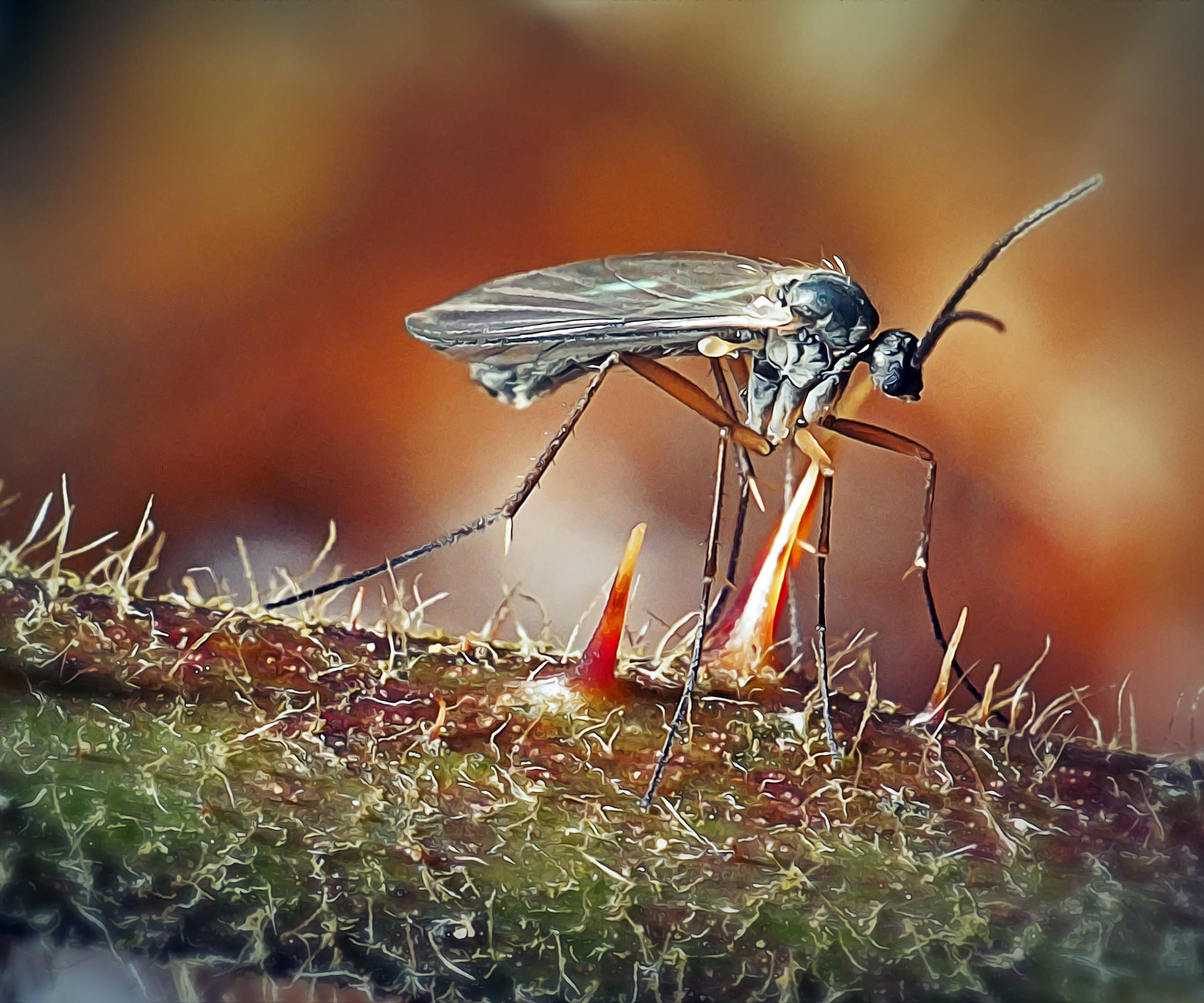 Close up of a fungus gnat