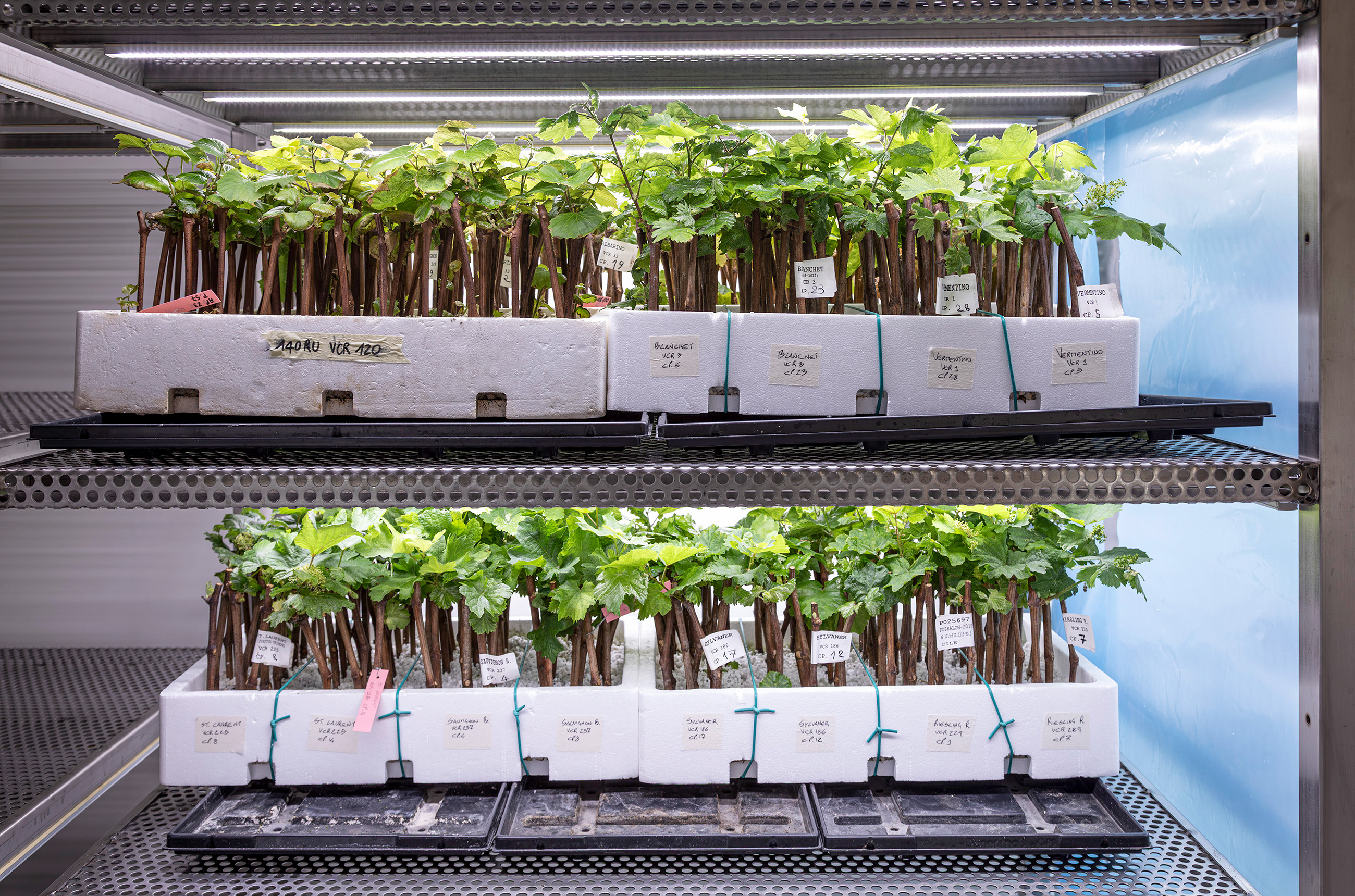 Genotypes in the laboratory
