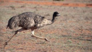 An emu runs across the Australian outback.