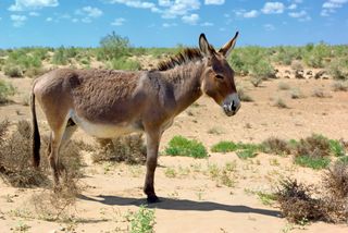 The mayor of a Texas town died in an apparent donkey attack. 