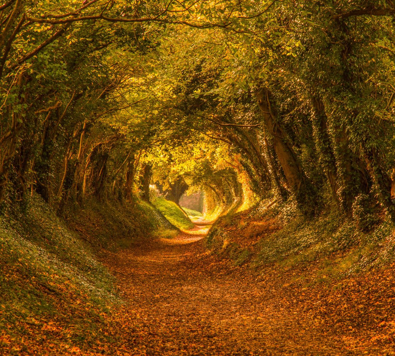 The autumnal tree tunnel at Halnaker in Sussex is a highlight of the season.