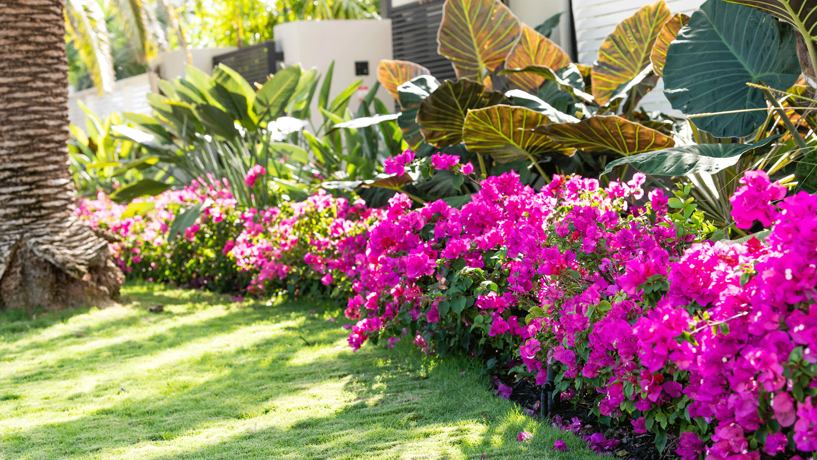 pink bougainvillea flowerbed