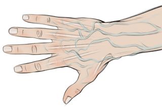 How to draw hands: a drawing showing veins in the hands