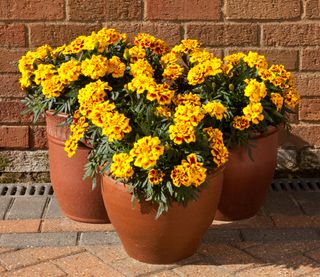 3 marigold plants in pots