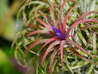 Close up tillandsia air plant with flower