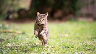Cat running outside