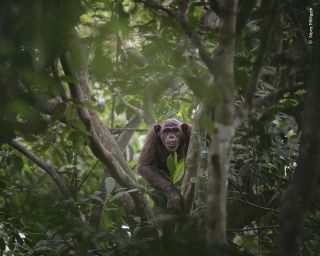 A chimpanzee in the trees