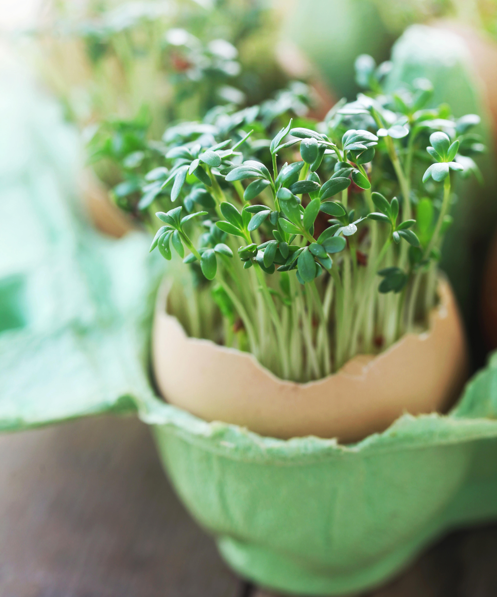 Garden Cress Growing Out Of An Eggshell In A Green Egg Carton