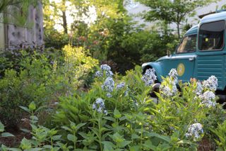 large drifts of green and white flowers with blue vintage car in background