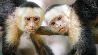 Capuchin Monkeys on a branch