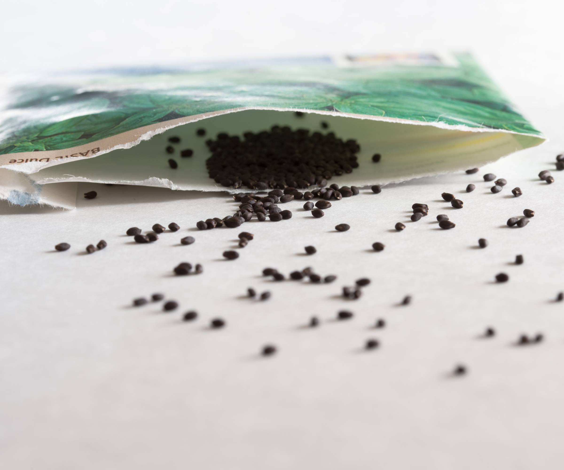 Basil seeds spilling from an open seed packet