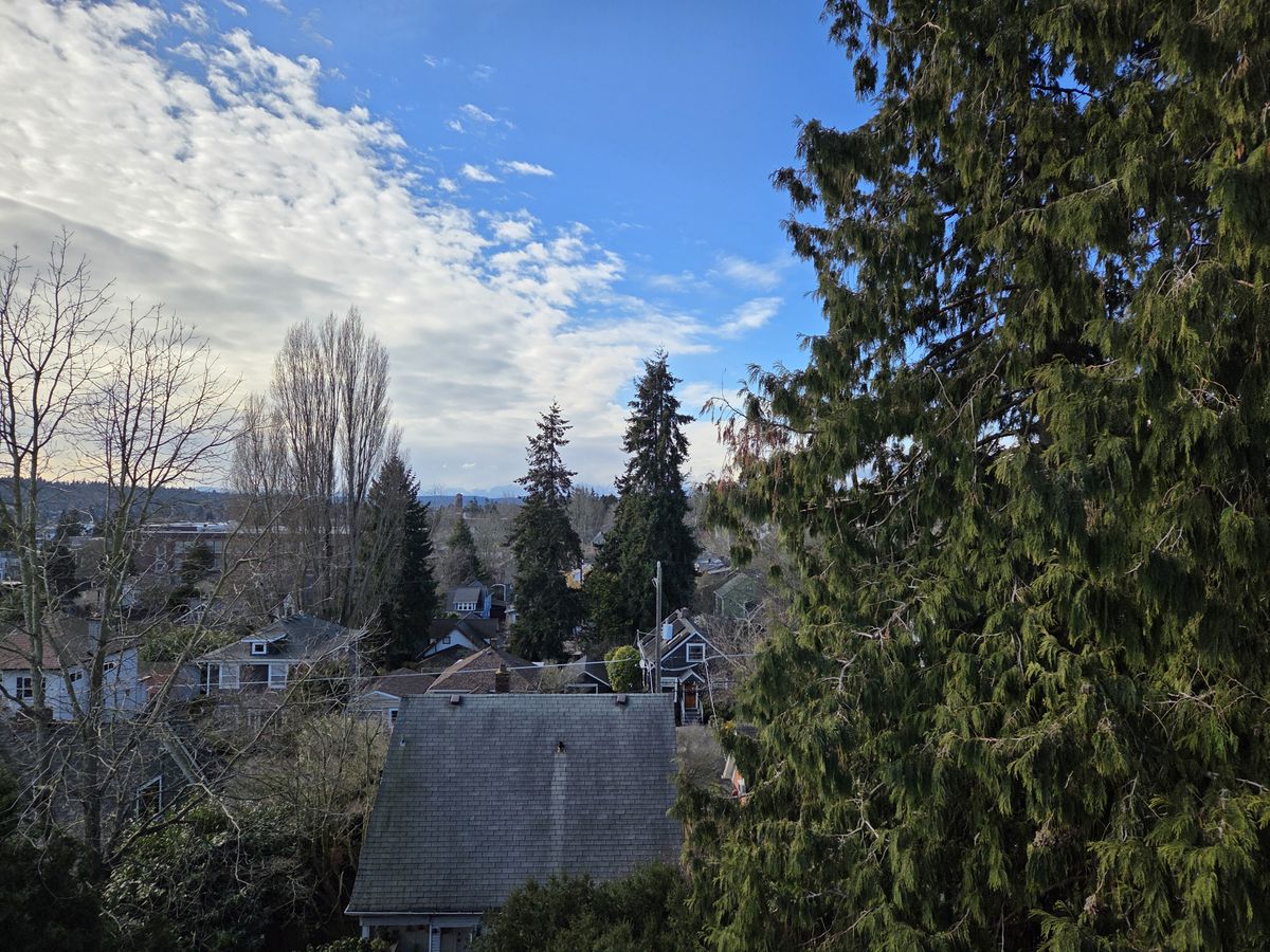 A tree and the tops of houses with a blue sky and clouds